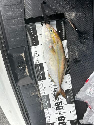 ショゴの釣果