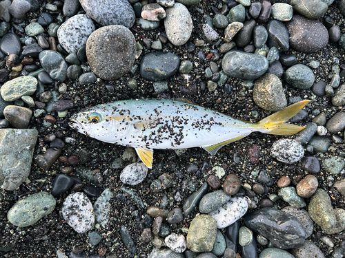 ワカシの釣果