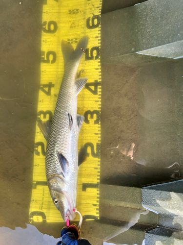 ニゴイの釣果