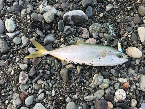 ワカシの釣果