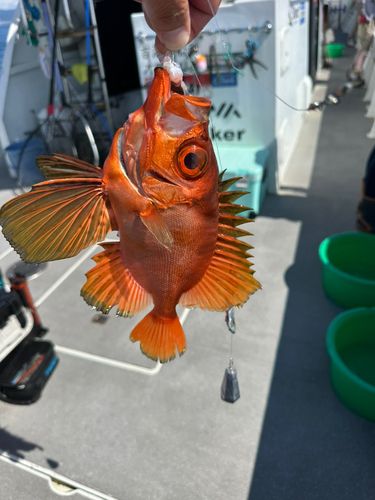 チカメキントキの釣果