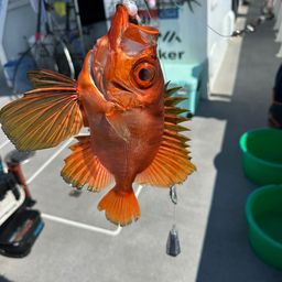 チカメキントキ