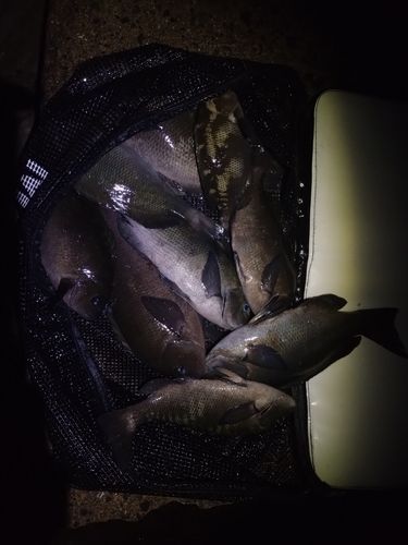 クチブトグレの釣果