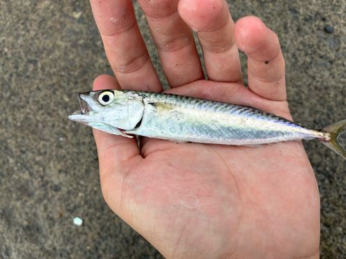 サバの釣果