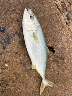 ツバスの釣果