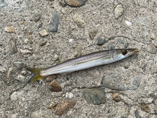 カマスの釣果
