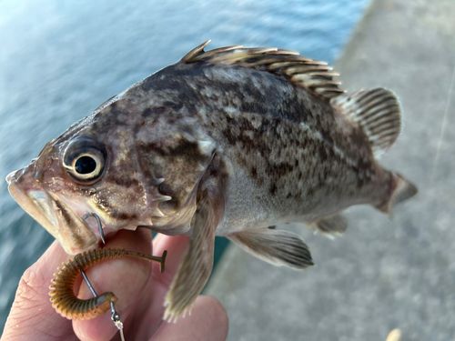 クロソイの釣果