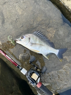 キビレの釣果