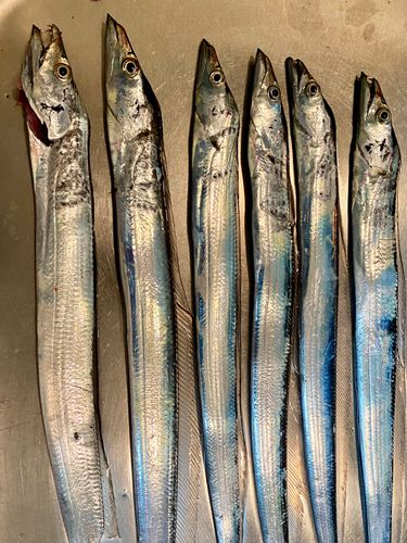 タチウオの釣果