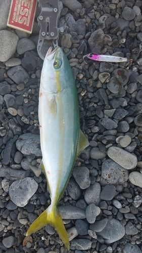 ワカナゴの釣果