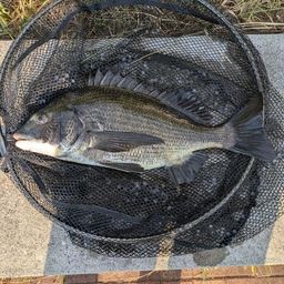 クロダイ