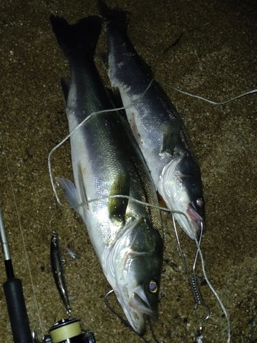 シーバスの釣果