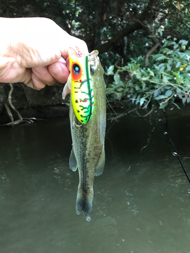 ラージマウスバスの釣果