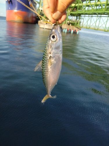 マサバの釣果