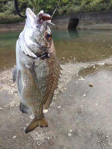 ミナミクロダイの釣果