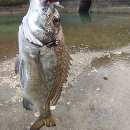 ミナミクロダイ