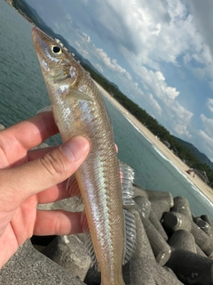 キスの釣果