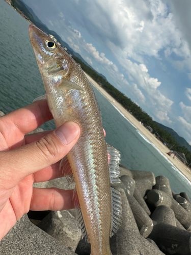 キスの釣果