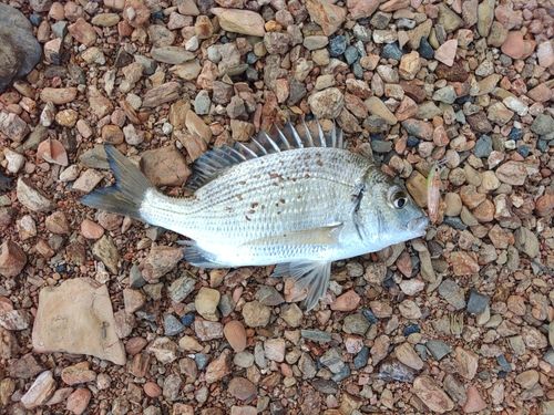 ミナミクロダイの釣果