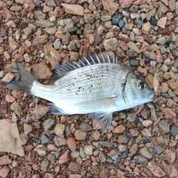 ミナミクロダイ