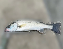セイゴ（マルスズキ）の釣果