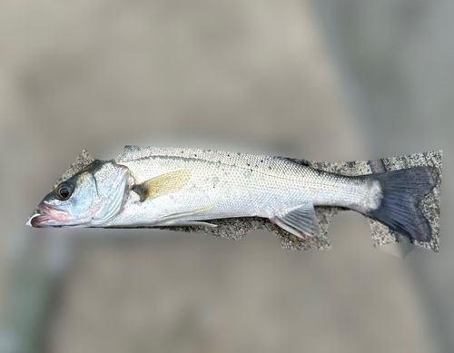 セイゴ（マルスズキ）の釣果