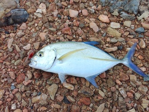 カスミアジの釣果