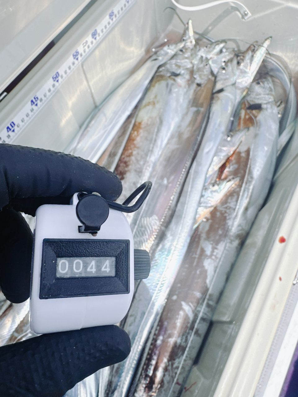 shizuシズさんの釣果 2枚目の画像
