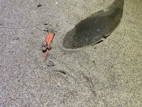 シタビラメの釣果