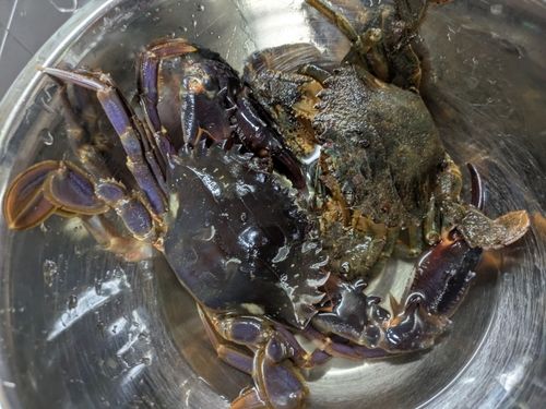 カニの釣果