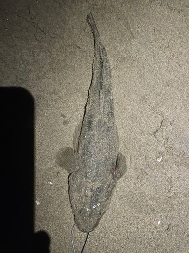 マゴチの釣果