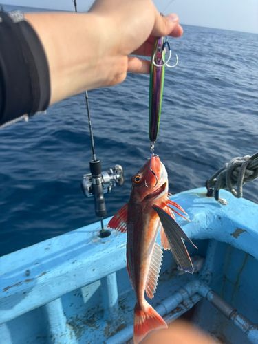 ホウボウの釣果