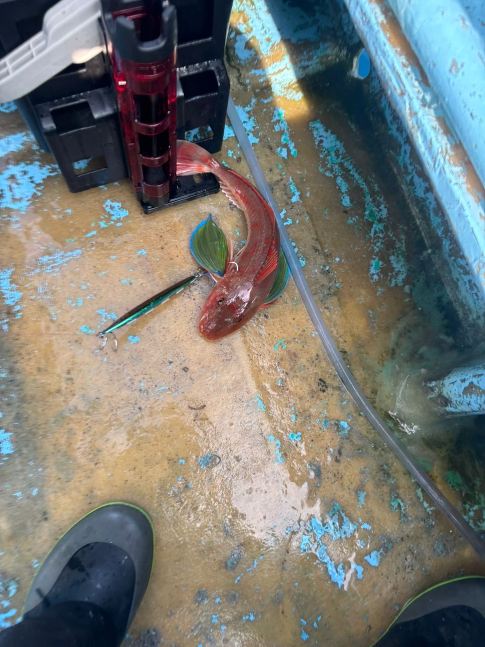 Mackey-jiggingさんの釣果 3枚目の画像