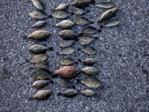 釣果