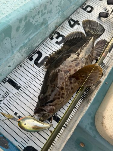 チャイロマルハタの釣果