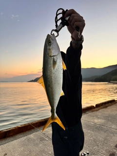 ハマチの釣果