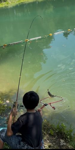 レインボートラウトの釣果