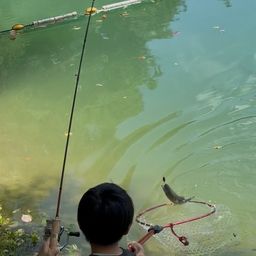 レインボートラウト