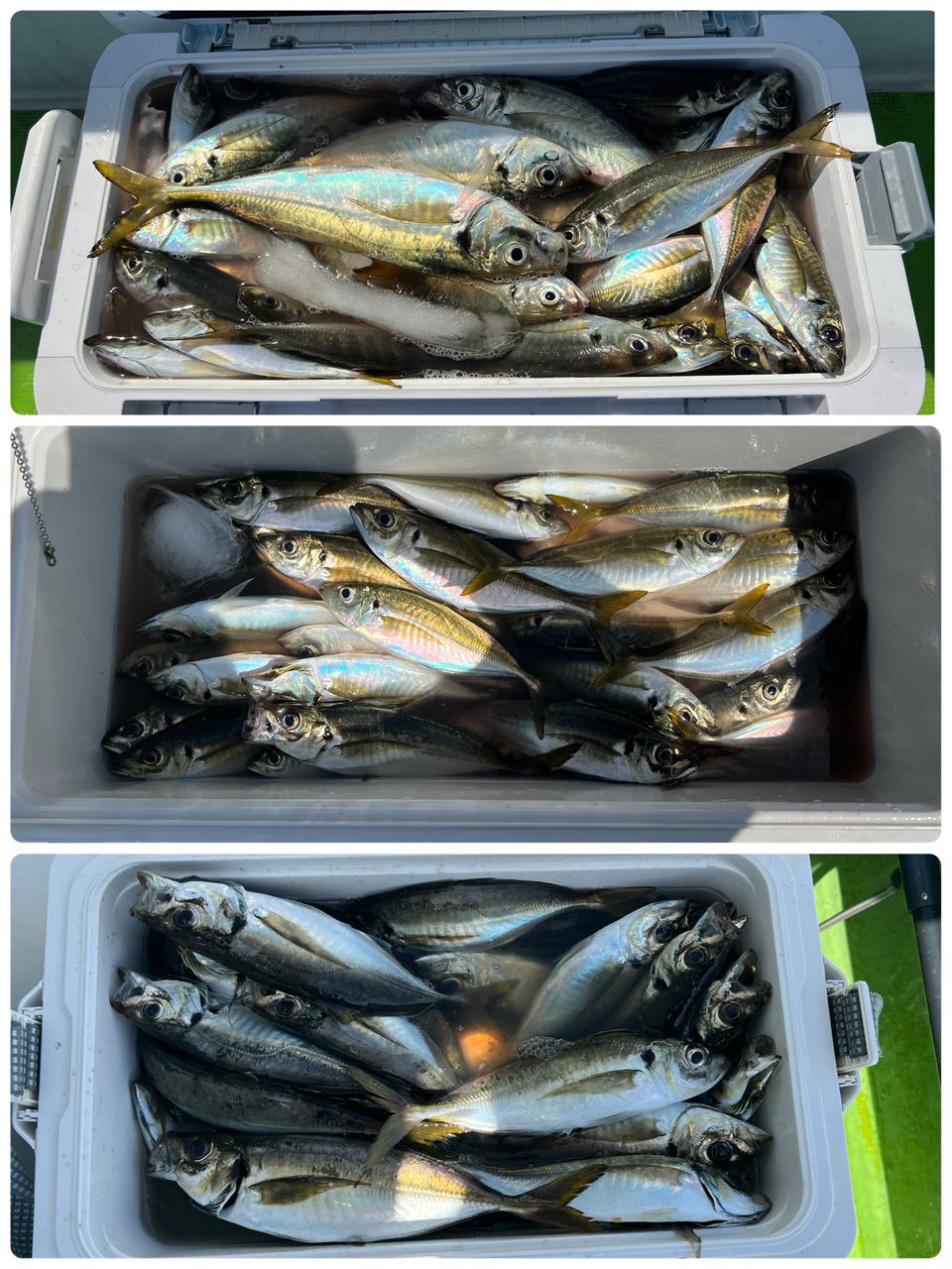 政信丸さんの釣果 3枚目の画像