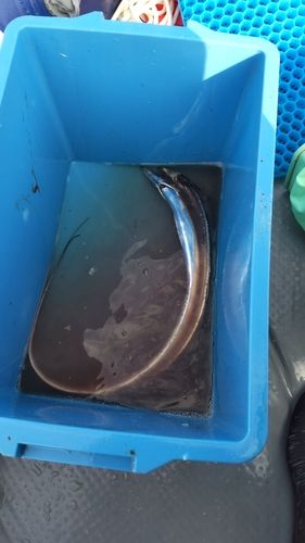 タチウオの釣果