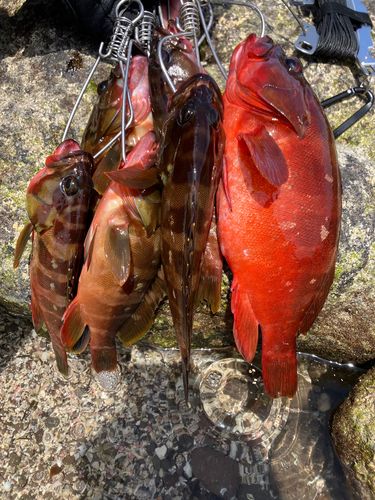 アカハタの釣果