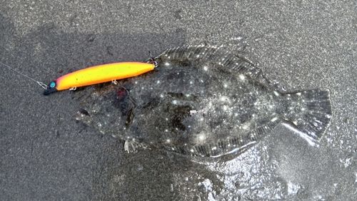 ソゲの釣果