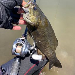 スモールマウスバス