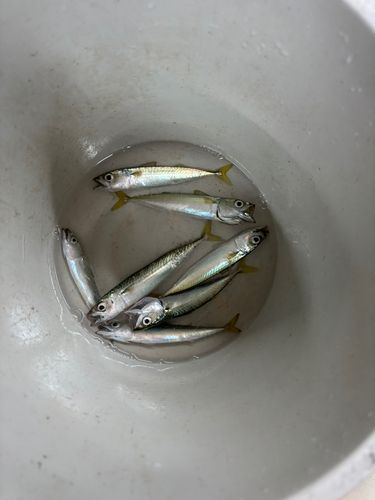 ウルメイワシの釣果