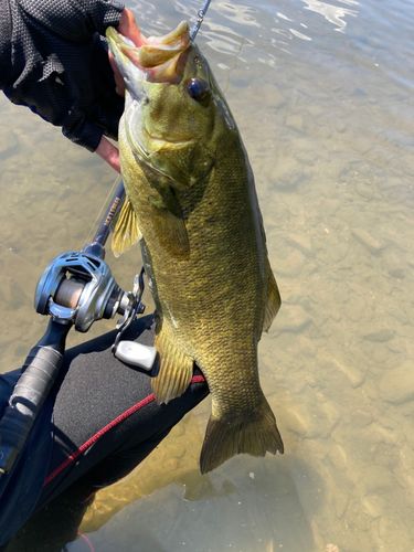 スモールマウスバスの釣果