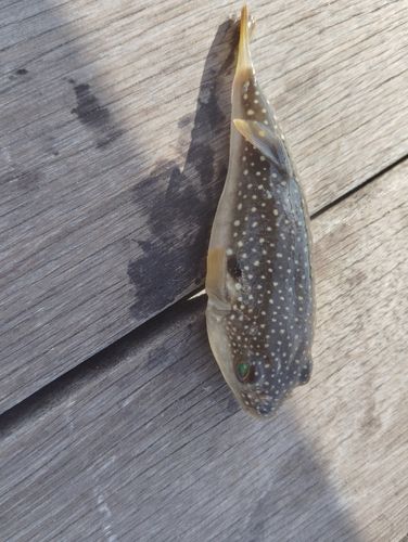 クサフグの釣果