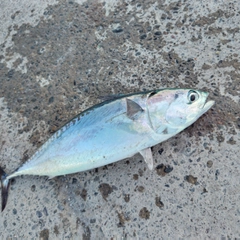 ソウダガツオの釣果