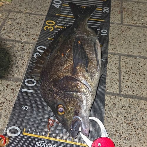 クロダイの釣果