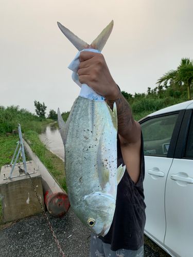 オニヒラアジの釣果