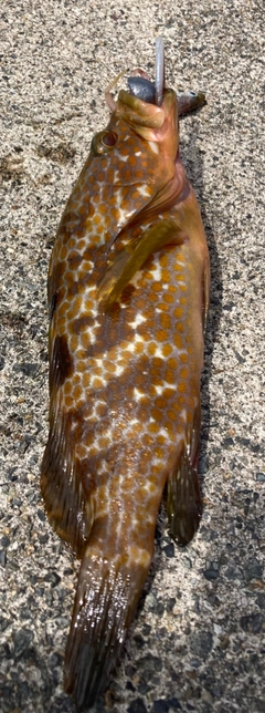 アコウの釣果
